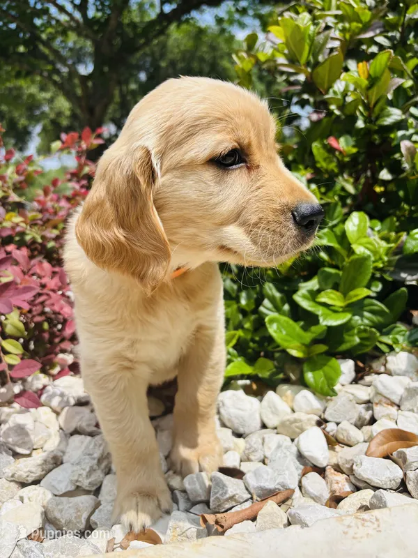 Elon – Golden Retriever puppy for sale in San Antonio, TX