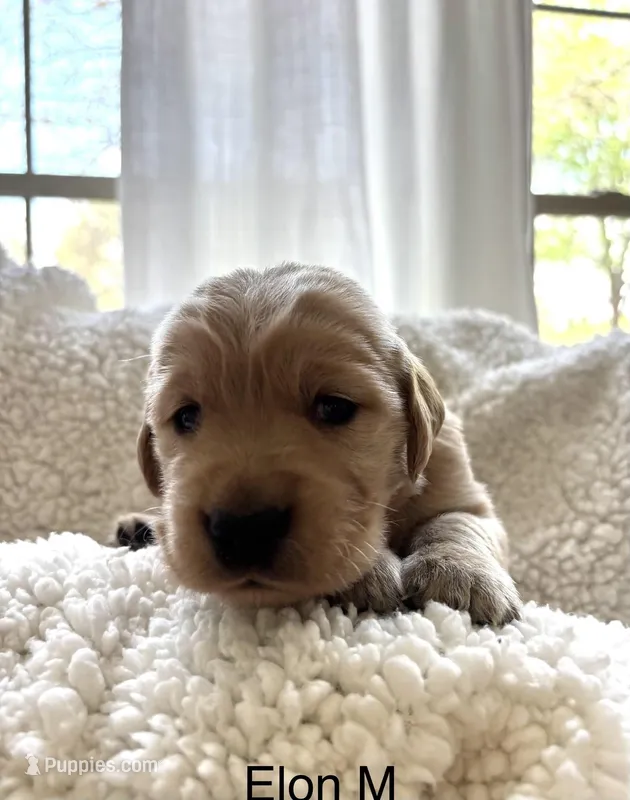Elon – Golden Retriever puppy on hold in San Antonio, TX