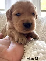 Max, a male Golden Retriever for sale in San Antonio, TX – Photo 1 of 2