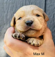 Max, a male Golden Retriever for sale in San Antonio, TX – Photo 2 of 2