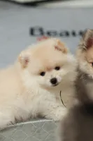Toffee, a female Pomeranian for sale in Jacksonville, FL – 4 of 10