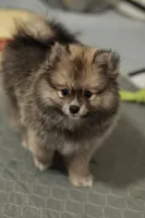 Raccy, a male Pomeranian for sale in Jacksonville, FL – 7 of 8
