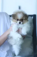 Ace, a male Pomeranian for sale in Jacksonville, FL – 3 of 9