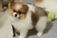 Ace, a male Pomeranian for sale in Jacksonville, FL – 8 of 9