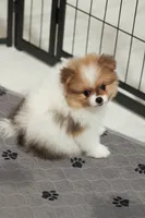 Ace, a male Pomeranian for sale in Jacksonville, FL – 6 of 9