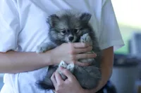 Raccy, a male Pomeranian for sale in Jacksonville, FL – 8 of 8