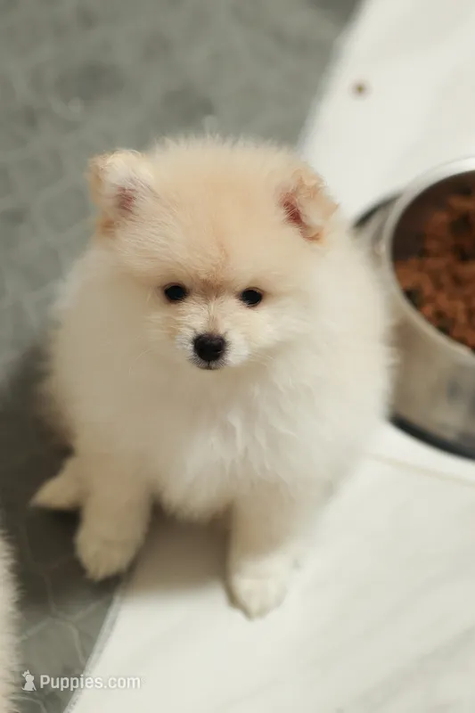 Toffee – Pomeranian puppy for sale in Jacksonville, FL