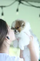 Ace, a male Pomeranian for sale in Jacksonville, FL – 2 of 9