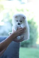 ALFREDO, a male Pomeranian for sale in Jacksonville, FL – 2 of 7