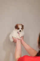 Abby (AKC), a female Pomeranian for sale in Jacksonville, FL – Photo 5 of 8