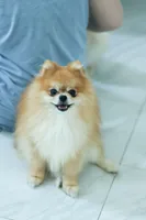 Abby (AKC), a female Pomeranian for sale in Jacksonville, FL – Photo 8 of 8