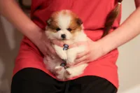 Abby (AKC), a female Pomeranian for sale in Jacksonville, FL – Photo 4 of 8