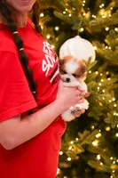 Abby (AKC), a female Pomeranian for sale in Jacksonville, FL – Photo 6 of 8