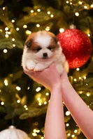 Abby (AKC), a female Pomeranian for sale in Jacksonville, FL – Photo 2 of 8