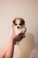 Abby (AKC), a female Pomeranian for sale in Jacksonville, FL – Photo 3 of 8