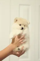 Toffee, a female Pomeranian for sale in Jacksonville, FL – 2 of 10