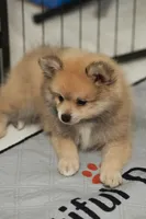 Fox, a male Pomeranian for sale in Jacksonville, FL – 7 of 7