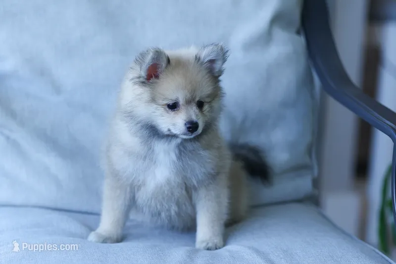 Fox – Pomeranian puppy for sale in Jacksonville, FL
