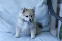Fox, a male Pomeranian for sale in Jacksonville, FL – 1 of 7