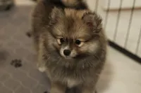Raccy, a male Pomeranian for sale in Jacksonville, FL – 1 of 8