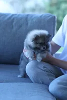 Raccy, a male Pomeranian for sale in Jacksonville, FL – 6 of 8