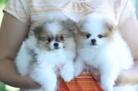 Ace, a male Pomeranian for sale in Jacksonville, FL – 9 of 9