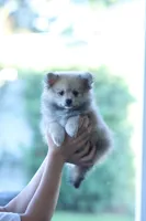 Fox, a male Pomeranian for sale in Jacksonville, FL – 3 of 7