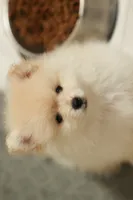 Toffee, a female Pomeranian for sale in Jacksonville, FL – 8 of 10