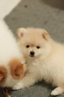 Toffee, a female Pomeranian for sale in Jacksonville, FL – 9 of 10
