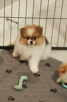 Ace, a male Pomeranian for sale in Jacksonville, FL – 7 of 9