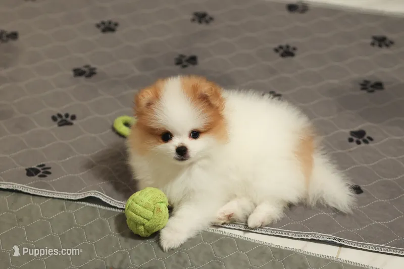 Princess – Pomeranian puppy for sale in Jacksonville, FL