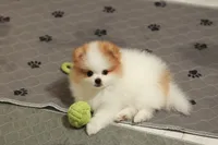 Princess, a female Pomeranian for sale in Jacksonville, FL – 1 of 9