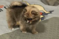 Raccy, a male Pomeranian for sale in Jacksonville, FL – 4 of 8