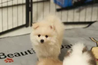 ALFREDO, a male Pomeranian for sale in Jacksonville, FL – 6 of 7