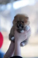 Hazel (AKC), a female Pomeranian for sale in Jacksonville, FL – Photo 7 of 9