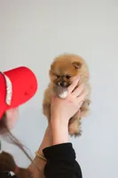 Hazel (AKC), a female Pomeranian for sale in Jacksonville, FL – Photo 5 of 9