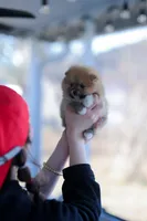 Hazel (AKC), a female Pomeranian for sale in Jacksonville, FL – Photo 2 of 9