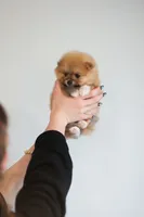 Hazel (AKC), a female Pomeranian for sale in Jacksonville, FL – Photo 6 of 9