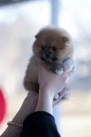 Hazel (AKC), a female Pomeranian for sale in Jacksonville, FL – Photo 4 of 9