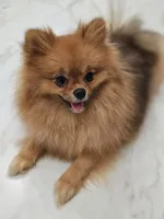 Hazel (AKC), a female Pomeranian for sale in Jacksonville, FL – Photo 8 of 9