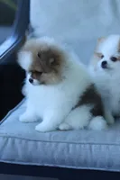 Ace, a male Pomeranian for sale in Jacksonville, FL – 4 of 9