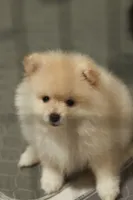 Toffee, a female Pomeranian for sale in Jacksonville, FL – 7 of 10