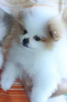 Princess, a female Pomeranian for sale in Jacksonville, FL – 2 of 9