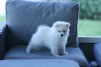 ALFREDO, a male Pomeranian for sale in Jacksonville, FL – 3 of 7