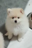 Toffee, a female Pomeranian for sale in Jacksonville, FL – 5 of 10