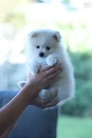 ALFREDO, a male Pomeranian for sale in Jacksonville, FL – 7 of 7