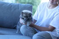 Raccy, a male Pomeranian for sale in Jacksonville, FL – 3 of 8