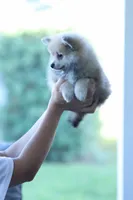Fox, a male Pomeranian for sale in Jacksonville, FL – 4 of 7