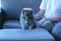 Raccy, a male Pomeranian for sale in Jacksonville, FL – 2 of 8