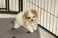 Princess, a female Pomeranian for sale in Jacksonville, FL – 9 of 9